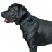 Hunter Madona - Ошейник для собак  натуральная кожа, черный, фурнитура с имитацией бирюзы