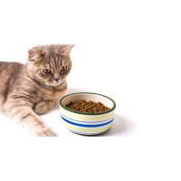 Почему кошка не ест